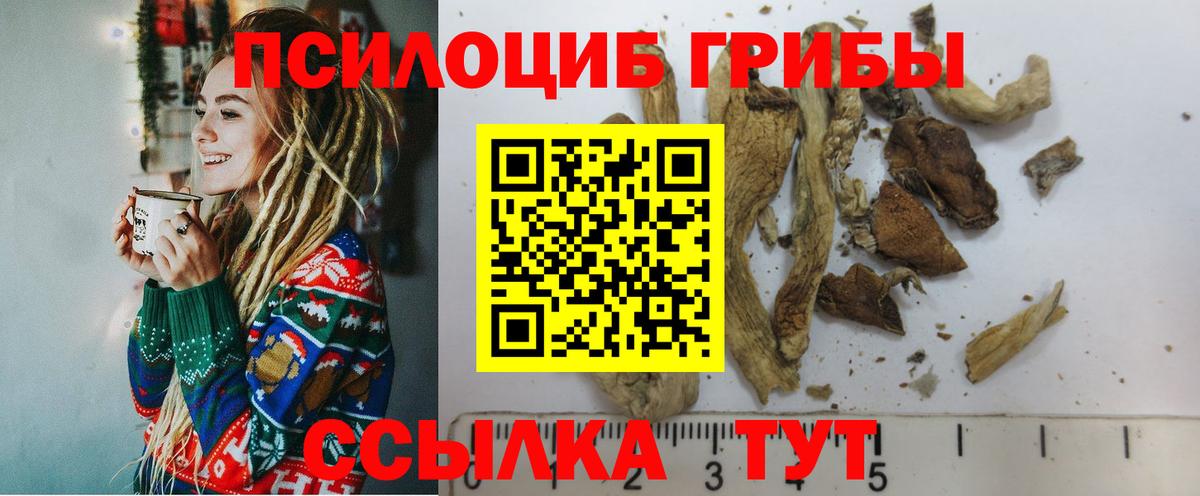 Псилоцибиновые грибы Psilocybe Благодарный